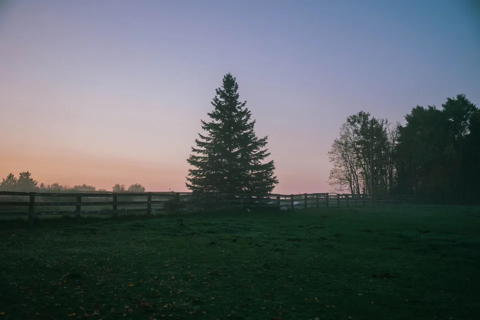 A serene rural scene in Bemidji, MN, showcasing a foggy landscape with a lone tree and fence at dusk.