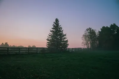 A serene rural scene in Bemidji, MN, showcasing a foggy landscape with a lone tree and fence at dusk.